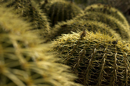 Golden Barrel cacti